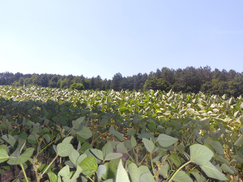 Forest; Publicdomain; Cc0; Freeimage;.jpg