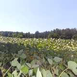 Forest; Publicdomain; Cc0; Freeimage;