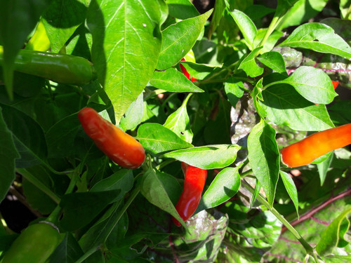 The Freedom Garden.jpg