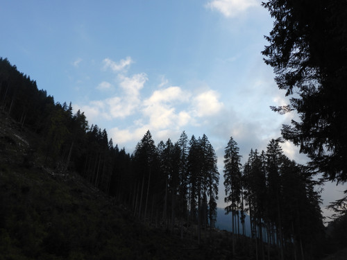 Forest; Publicdomain; Cc0; Freeimage;.jpg