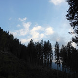 Forest; Publicdomain; Cc0; Freeimage;