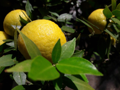 Garden Summer Nature.jpg