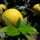 Garden Summer Nature