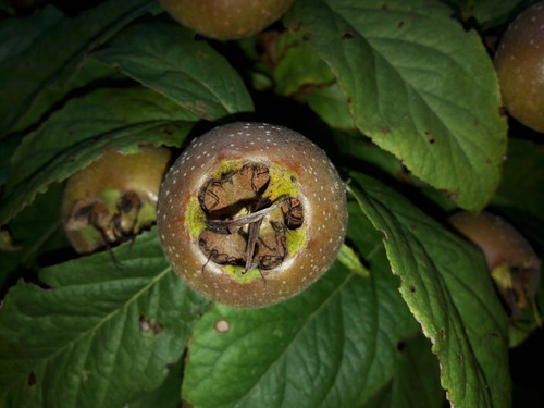 Vector Shots Assembly.jpg