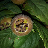 Vector Shots Assembly