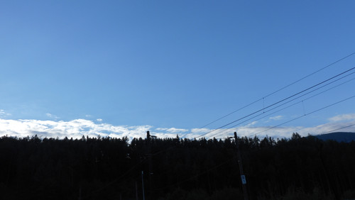 Forest; Publicdomain; Cc0; Freeimage;.jpg