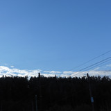 Forest; Publicdomain; Cc0; Freeimage;