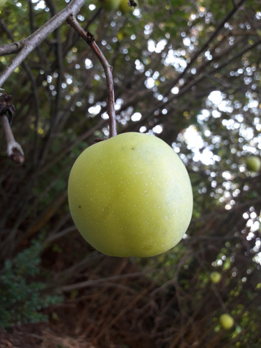 Vector Shots Assembly.jpg