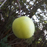 Vector Shots Assembly