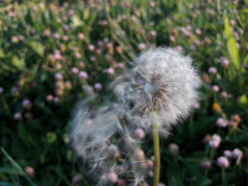 Flower; Publicdomain; Cc0; Freeimage;.jpg