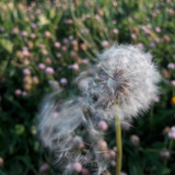 Flower; Publicdomain; Cc0; Freeimage;