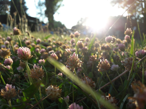 Flower; Publicdomain; Cc0; Freeimage;.jpg