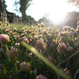 Flower; Publicdomain; Cc0; Freeimage;