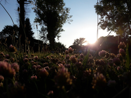 Flower; Publicdomain; Cc0; Freeimage;.jpg