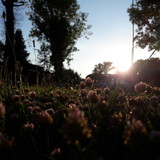 Flower; Publicdomain; Cc0; Freeimage;