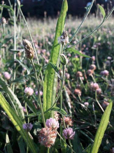 Flower; Publicdomain; Cc0; Freeimage;.jpg