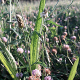 Flower; Publicdomain; Cc0; Freeimage;