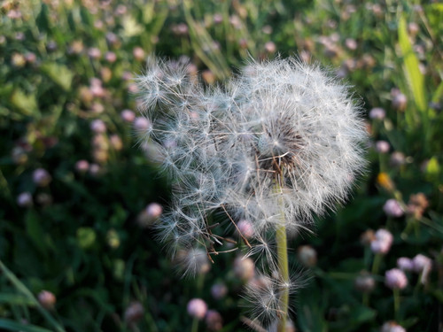 Flower; Publicdomain; Cc0; Freeimage;.jpg