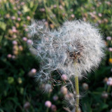 Flower; Publicdomain; Cc0; Freeimage;