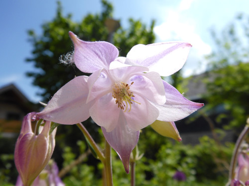 Looking Purple Bright Flower.jpg