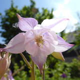 Looking Purple Bright Flower