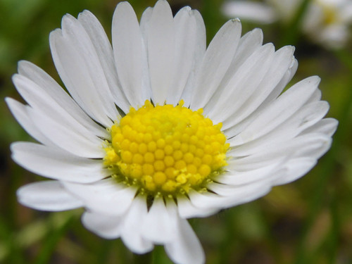 Flower; Publicdomain; Cc0; Freeimage;.jpg