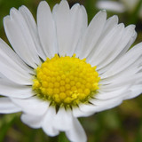 Flower; Publicdomain; Cc0; Freeimage;