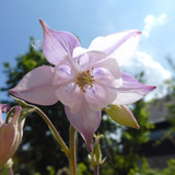 Flower; Publicdomain; Cc0; Freeimage;