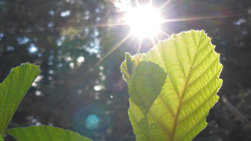 Leafs; Publicdomain; Cc0; Freeimage;.jpg