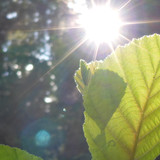 Leafs; Publicdomain; Cc0; Freeimage;