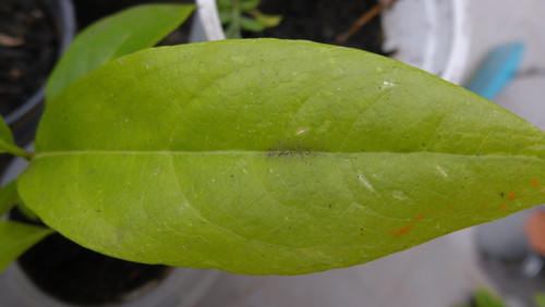 Leafs; Publicdomain; Cc0; Freeimage;.jpg