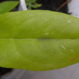 Leafs; Publicdomain; Cc0; Freeimage;