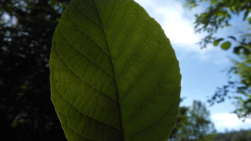 Leafs; Publicdomain; Cc0; Freeimage;.jpg