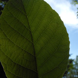 Leafs; Publicdomain; Cc0; Freeimage;