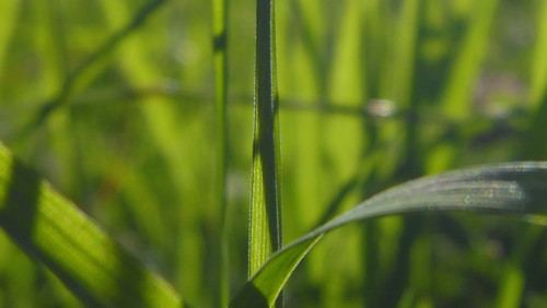 Leafs; Publicdomain; Cc0; Freeimage;.jpg