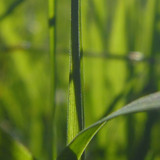 Leafs; Publicdomain; Cc0; Freeimage;