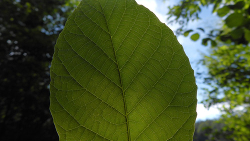 Leafs; Publicdomain; Cc0; Freeimage;.jpg