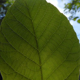 Leafs; Publicdomain; Cc0; Freeimage;