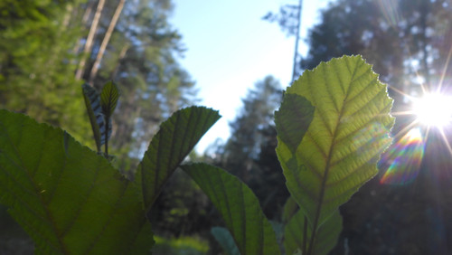 Leafs; Publicdomain; Cc0; Freeimage;.jpg