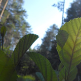 Leafs; Publicdomain; Cc0; Freeimage;