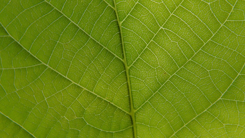 Leafs; Publicdomain; Cc0; Freeimage;.jpg