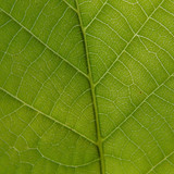 Leafs; Publicdomain; Cc0; Freeimage;