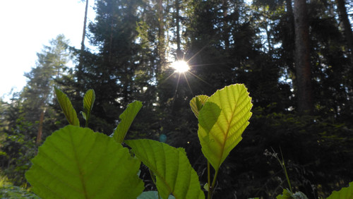 Leafs; Publicdomain; Cc0; Freeimage;.jpg