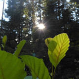 Leafs; Publicdomain; Cc0; Freeimage;