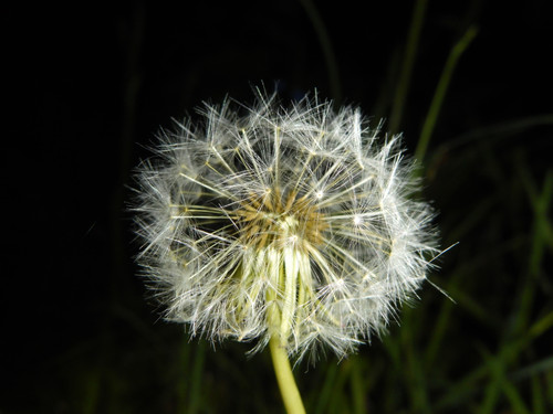 Flower; Publicdomain; Cc0; Freeimage;.jpg