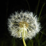 Flower; Publicdomain; Cc0; Freeimage;