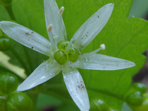 Flower; Publicdomain; Cc0; Freeimage;.jpg