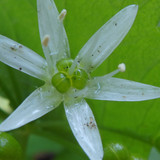 Flower; Publicdomain; Cc0; Freeimage;