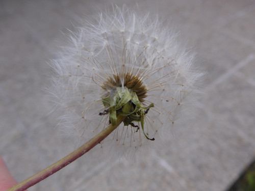 Flower; Publicdomain; Cc0; Freeimage;.jpg