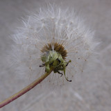 Flower; Publicdomain; Cc0; Freeimage;